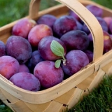 Prednosti šljiva za ljudski organizam